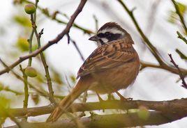三道眉草鵐 三道眉草鵐