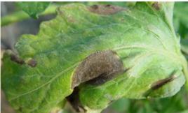 番茄灰斑病 番茄灰斑病