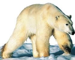 北極熊[熊科動物的一種]