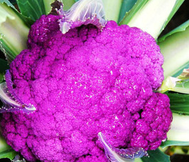 紫色花椰菜