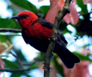 密島攝蜜鳥 密島攝蜜鳥