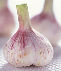 醬爆大蒜 醬爆大蒜