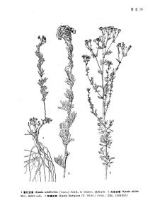 新疆亞菊墨線圖