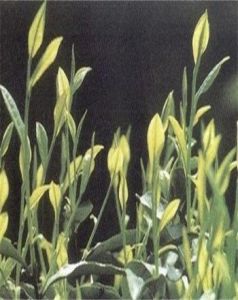 福雲20號 福雲20號