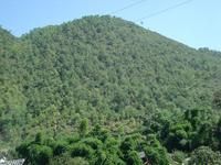 筆頭自然村經濟山林