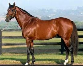 卡巴金馬 卡巴金馬