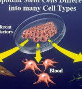 細胞分化 細胞分化
