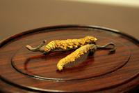 Cordyceps