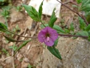 粉花月見草