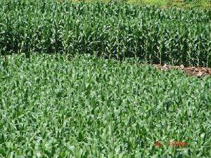 桃子樹自然村[雲南普洱思茅區雲仙鄉桃子樹村桃子樹自然村]