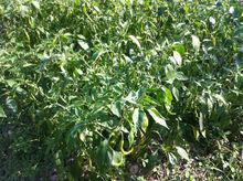 池塘村田園瓜果風光-曹紹文