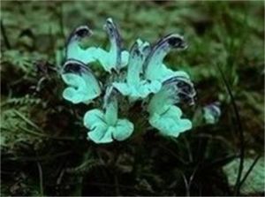 斯文氏碎米蕨葉馬先蒿 斯文氏碎米蕨葉馬先蒿