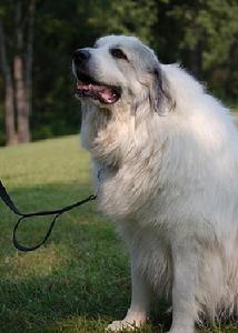 庇里牛斯大狗 庇里牛斯大狗