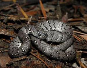 橫紋鈍頭蛇 橫紋鈍頭蛇