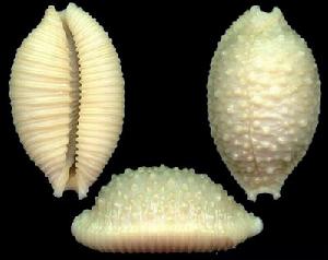 疙瘩寶螺 疙瘩寶螺