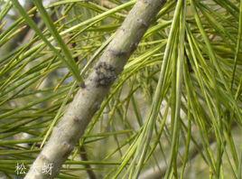 松大蚜 松大蚜