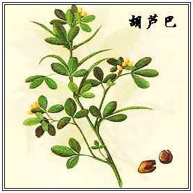 葫蘆巴膠 葫蘆巴膠