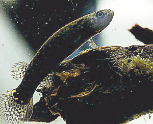 鱂魚能在樹上生存雌雄同體單性繁殖