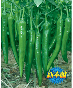 夏秋椒王 夏秋椒王