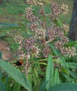 短序亞組 短序亞組