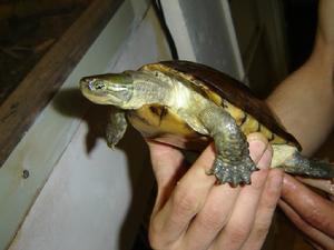 臘戍擬水龜 臘戍擬水龜