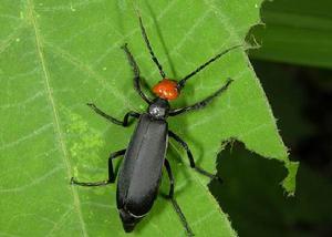 葛上亭長[葛上亭長]