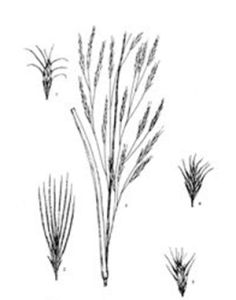 三芒雀麥 三芒雀麥