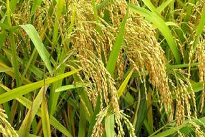 中丹19號 中丹19號