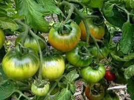 草莓柿子 草莓柿子