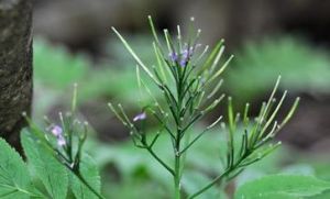 華中碎米薺 華中碎米薺