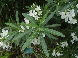 輪生葉序 輪生葉序