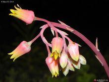 東雲的花（攝影：Beno&icirc;tHenri）