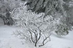 瓊枝玉樹 瓊枝玉樹