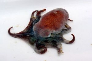 Parledone物種一號