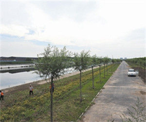 亦莊新城濱河森林公園 亦莊新城濱河森林公園