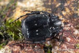 胖金龜科 胖金龜科