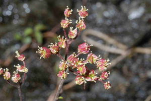 台灣蚊子草 台灣蚊子草
