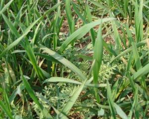 闊葉雜草 闊葉雜草