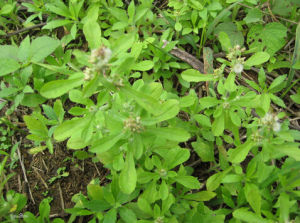 密腺毛蒿 密腺毛蒿