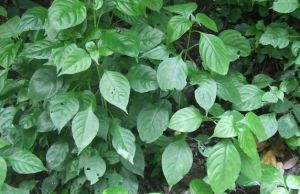 烏拉爾組 烏拉爾組