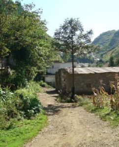 灣子頭自然村 灣子頭自然村