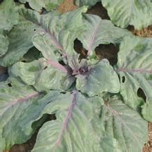 短柄粉葉柿（變種）