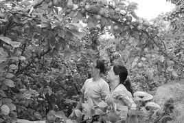 蒲穩侗族苗族鄉 蒲穩侗族苗族鄉