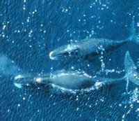 露脊鯨