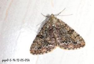 槭煙尺蛾 槭煙尺蛾