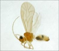 杉塔圍齧 杉塔圍齧