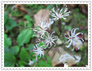 鐵燈兔耳風 鐵燈兔耳風