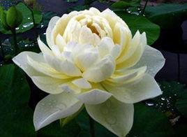 黃牡丹[荷花品種]