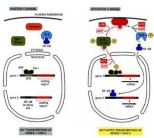轉錄因子 轉錄因子