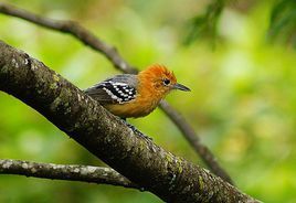 大嘴蟻鷯 大嘴蟻鷯